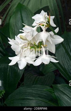 Fleurs de nénuphars d'Amazone (Eucharis amazonica) Banque D'Images