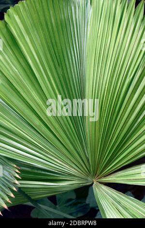 Palmier australien (Licuala Ramsayi). Appelé Queensland également Banque D'Images