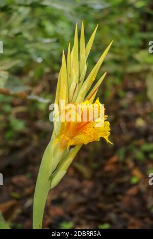 Gros plan de fleurs de la Canna avec des bourgeons et des feuilles qui poussent. Gouttes de pluie sur les feuilles et les fleurs. Arrowroot africain de couleur jaune. Détails Banque D'Images