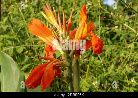 Gros plan de fleurs de la Canna avec des bourgeons et des feuilles qui poussent. Photo indienne en orange dans le jardin. Arrowroot africain de couleur orange. De Banque D'Images