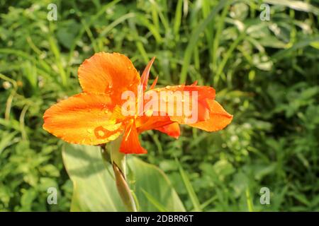 Gros plan de fleurs de la Canna avec des bourgeons et des feuilles qui poussent. Photo indienne en orange dans le jardin. Arrowroot africain de couleur orange. De Banque D'Images