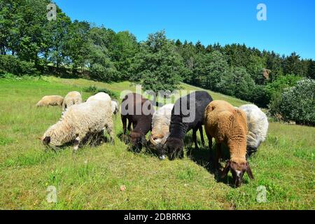 Quelques moutons de différentes races et couleurs paissant dans une prairie. District de Cham, Haut-Palatinat, en Bavière, Allemagne. Banque D'Images