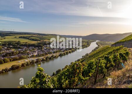 Vue panoramique sur la vallée de la Moselle avec le village viticole de Brauneberg en arrière-plan sur une journée ensoleillée d'automne Banque D'Images