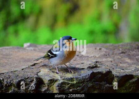 Un mignon chaffinch de Madeiran (Fringilla coelebs maderensis) assis sur un rocher. Madère, Portugal. Banque D'Images