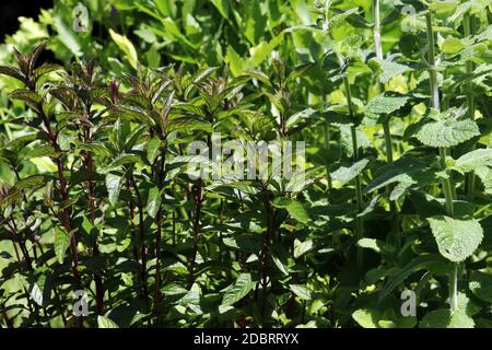 Différents types de menthe poivrée dans un jardin d'herbes Banque D'Images