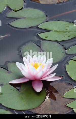 Nénuphar hybride (Nymphaea sp.). Banque D'Images