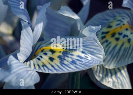 (Iris nain Katharine Hodgkin 'Iris Katharine Hodgkin'). Appelé aussi iris d'orchidées. Hybride entre l'iris et iris histrioides winogradowii. Banque D'Images