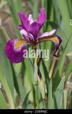 John Wood iris (Iris versicolor 'John Wood'). Poignard appelé fleur, Iris d'eau et le foie aussi lily. Banque D'Images