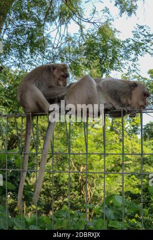 Portrait de deux jeunes singes étant inattentifs et assis à la clôture en fil de fer. 2 singes macaques se sont assis au sommet d'une clôture en treillis métallique au bord d'une forêt. Banque D'Images