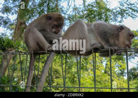 Portrait de deux jeunes singes étant inattentifs et assis à la clôture en fil de fer. 2 singes macaques se sont assis au sommet d'une clôture en treillis métallique au bord d'une forêt. Banque D'Images