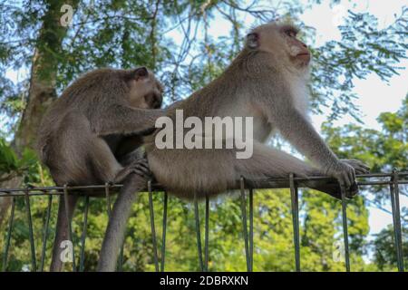 Portrait de deux jeunes singes étant inattentifs et assis à la clôture en fil de fer. 2 singes macaques se sont assis au sommet d'une clôture en treillis métallique au bord d'une forêt. Banque D'Images