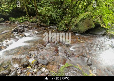 La petite rivière de montagne coule entre les pierres dans les zones montagneuses à travers la forêt. Paysage naturel, avec une rivière propre un paysage magnifique, air propre. E Banque D'Images