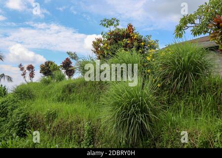 Gros plan sur les fleurs jaunes d'Allamanda, Allamanda cathartica dans un brousse. Arbuste à fleurs jaunes sur une pente herbeuse dans la région de Jatiluwih, Bali, Indes Banque D'Images