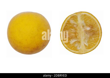 Agrumes trifoliés (Poncirus trifoliata). Appelé orange amère japonaise, orange Hardy et orange amère chinoise aussi Banque D'Images