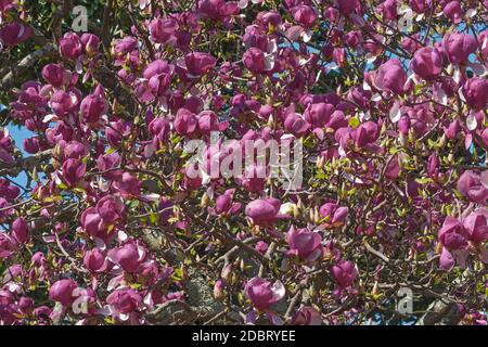 Grace McDade soucoupe magnolia (Magnolia x soulangeana Grace McDade) Banque D'Images