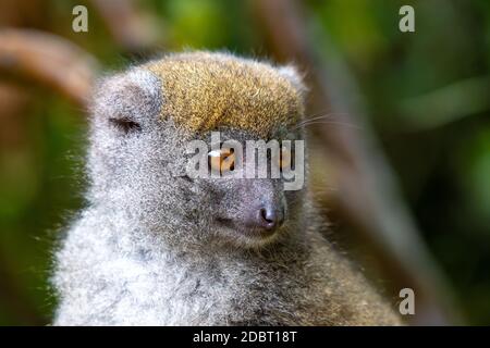 Un portrait d'un lémurien de bambou dans son environnement naturel Banque D'Images