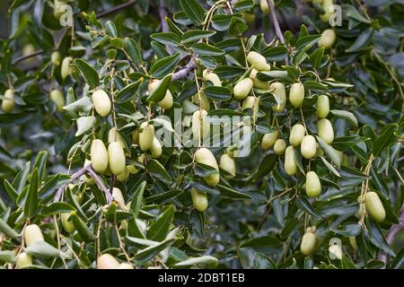 Jujube (Ziziphus juba). Appelé date rouge, date chinoise, date coréenne et date indienne également Banque D'Images