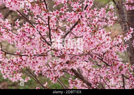 Okame flowering cherry (Prunus x incam Okame) Banque D'Images