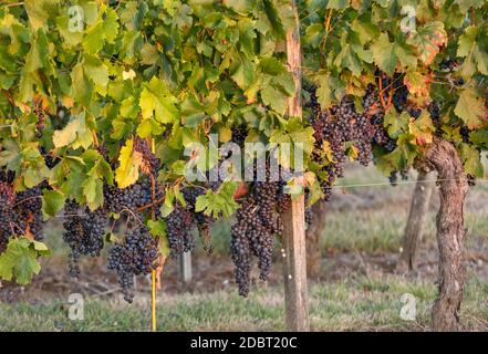 Les raisins de Merlot mûr éclairées par le soleil chaud, la fin de la vigne. Saint Emilion, Gironde, Aquitaine. France Banque D'Images