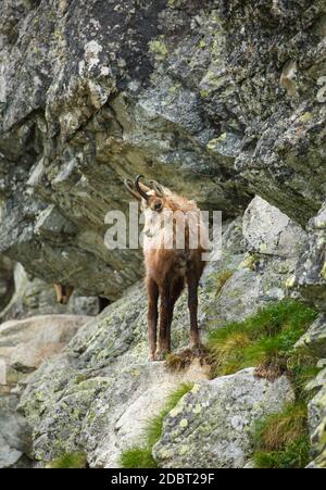 Une chèvre de montagne se tient au bord d'un rocher haut dans les montagnes. Hautes montagnes de Tatras. Banque D'Images