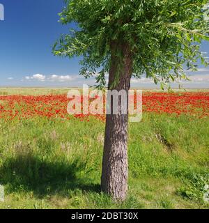 Paysage près de Wustrow avec un champ de pavot, direction d'observation 'Saaler Bodden', Mer Baltique, Peninsula Fischland-Darss-Zingst, Mecklembourg-Poméranie-Occidentale, Allemagne Banque D'Images