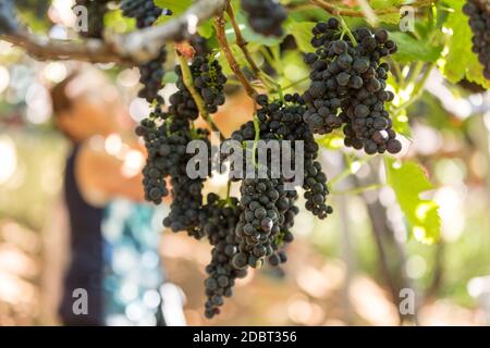 Des grappes de raisins Tinta Negra Mole sur pergola à Estreito de Camara de Lobos à Madère. Portugal Banque D'Images
