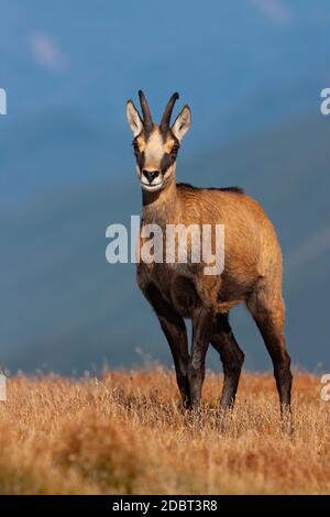 Majestueux tatra chamois, rupicapra rupicapra tatrica, debout à l'horizon en nature estivale. Mammifère de fourrure avec des cornes regardant l'appareil photo. Animal sauvage Banque D'Images