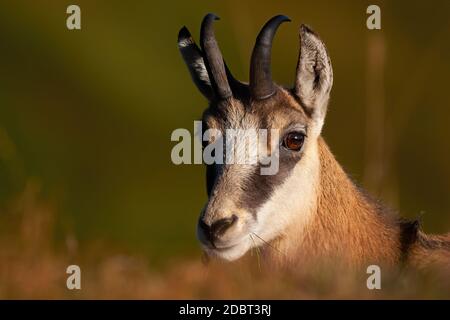 Portrait de jeunes tatra chamois, rupicapra rupicapra tatrica, regardant de l'appareil photo. Gros plan sur les mammifères en plein champ en été. Chèvre sauvage avec Banque D'Images