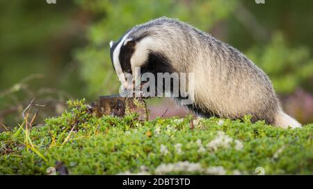 Blaireau européen, meles meles, enrager sur la souche pendant l'été. Petit animal avec des rayures noires et blanches qui sent le bois. Alimentation des mammifères de s Banque D'Images