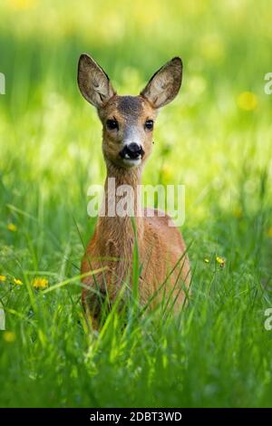 Jeunes cerfs de Virginie, caperolus caperolus, debout sur la prairie au printemps. Peu d'observation de fauve sur le champ depuis la vue de face en composition verticale. Banque D'Images