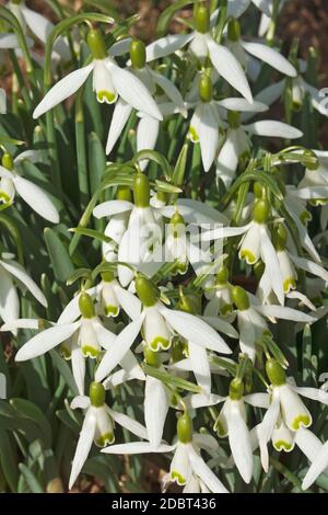 Snowdrop (Galanthus nivalis). Appelé également chute de neige commune Banque D'Images