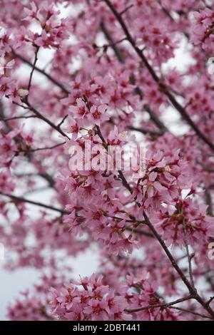 Okame flowering cherry (Prunus x incam Okame) Banque D'Images