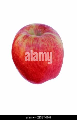 Pomme Ambrosia (Malus domestica Ambrosia). Hybride entre Golden Delicious et Jonagold ou Starking Delicious pommes probablement. Image d'un isolat de pomme Banque D'Images