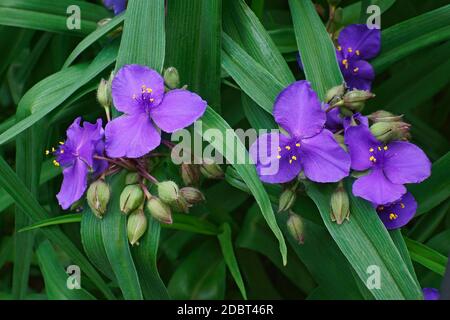 Tradescantie de Virginie (Tradescantia virginiana) Banque D'Images