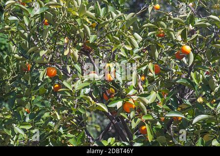 Calamondin (x Citrofortunella microcarpa). Appelé orange de Calamondin, Calamansi, Calamandarin, chaux d'or, chaux des Philippines, orange de Panama, orang de Chine Banque D'Images