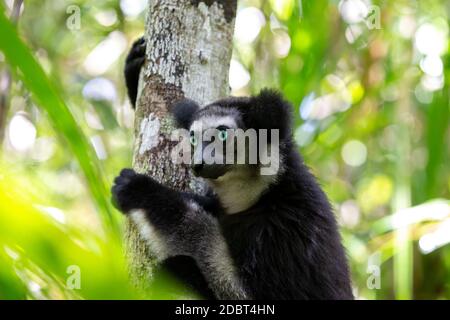 Un lémurien Indri sur l'arbre observe les visiteurs du parc Banque D'Images