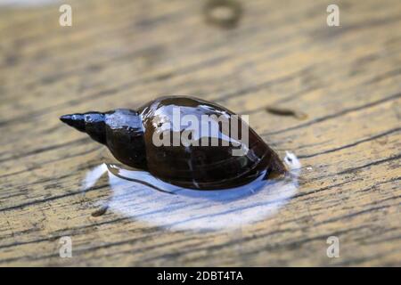 Un gros plan d'un escargot de boue de Lymnaea stagnalis, un escargot de bassin. Banque D'Images