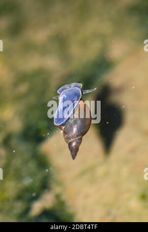 Un gros plan d'un escargot de boue de Lymnaea stagnalis, un escargot de bassin. Banque D'Images