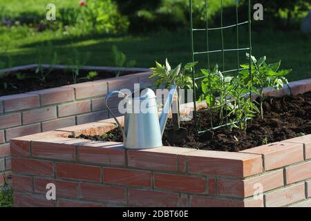 Un jardin de légumes moderne avec des lits à bords surélevés et des tomates en pleine croissance. Banque D'Images