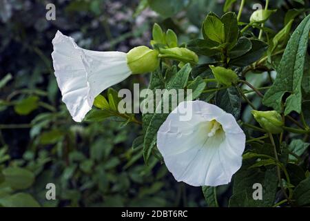 Hedge (Calystegia sepium). Appelé plus grand Bindweed, Rutland Beauty, Heavenly Trumpets et Bellbind également. Banque D'Images