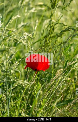 Capes de fleur de pavot dans un paysage rural dans le nord de l'Allemagne, parfait pour une carte de vœux, un sac cadeau ou une image de calendrier Banque D'Images