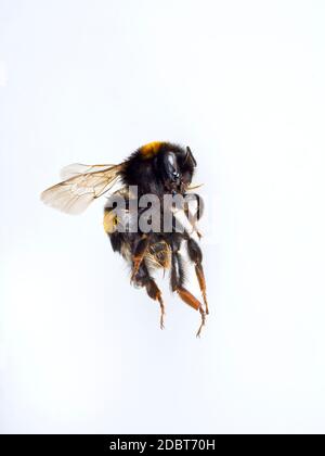 macro d'abeille bourdonneuse volante sur fond blanc Banque D'Images