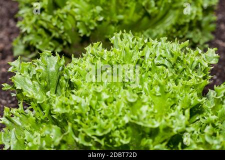 'Frillice" Isbergssallat, laitue (Lactuca sativa) Banque D'Images