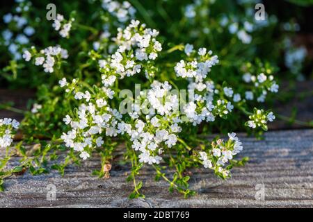 Thym Creeping blanc 'Albiflorus', Gråtimjan (Thymus praecox) Banque D'Images