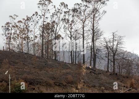 Forêts du patrimoine mondial de Madère terriblement détruites par les incendies en 2016. Certains arbres ont une énorme volonté de vie et ont survécu à cette catastrophe. Banque D'Images