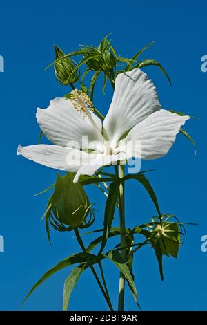 La malow de rose de écarlate (Hibiscus coccineus). Appelé étoile du Texas, hibiscus brillant et hibiscus Scarlet aussi Banque D'Images