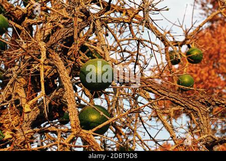 Marula Tree dans le parc Mahango en Namibie Banque D'Images