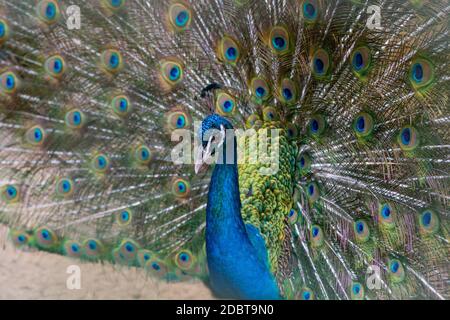 Un beau paon mâle souffla une queue multicolore colorée. Banque D'Images