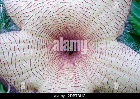 Géant Zulu (Stapelia gigantea). Appelé usine de Carrion, fleur de Carrion, plante de Starfish et usine de Toad également Banque D'Images