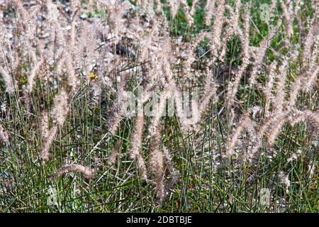 Karley Rose fontaine oriental (herbe orientale Pennisetum Karley Rose) Banque D'Images